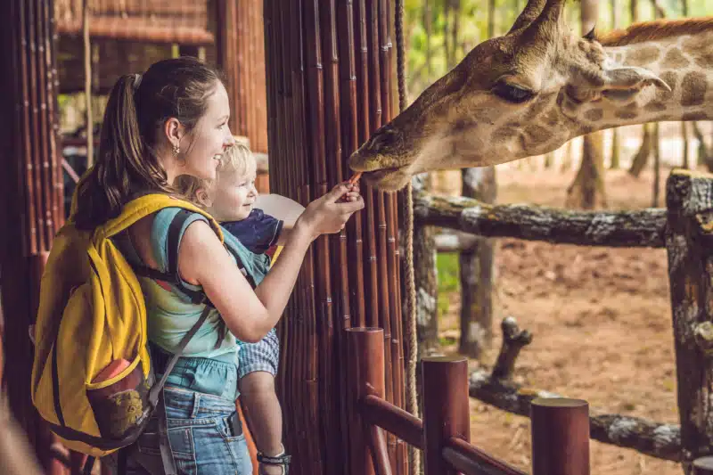 Mother and son feeding giraffe at the zoo