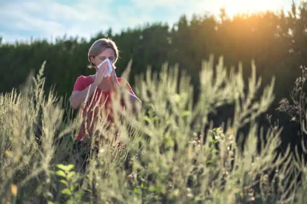 How to Manage Fall Ragweed Allergies 