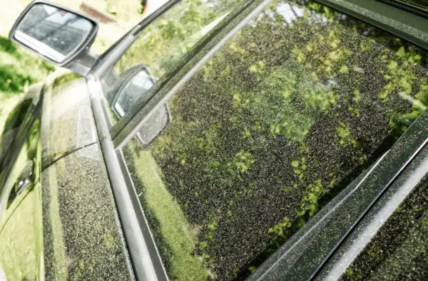 Allergies 101: What the Yellow Dust on Your Car Really Means